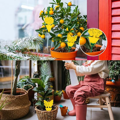 60 Pack Fruit Fly Trap for Indoors, Gnat Traps for House Indoor Gnat Killer, House Plant Gnats Bugs Sticky Killer Fruit Fly Traps for Indoor