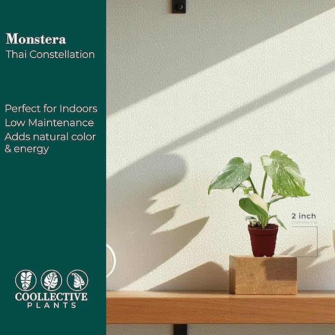CoollectivePlants Monstera Thai Constellation – Live Plant in 2″ Grower’s Pot, Thai Constellation Monstera Live Plant, Easy Indoor House Plant