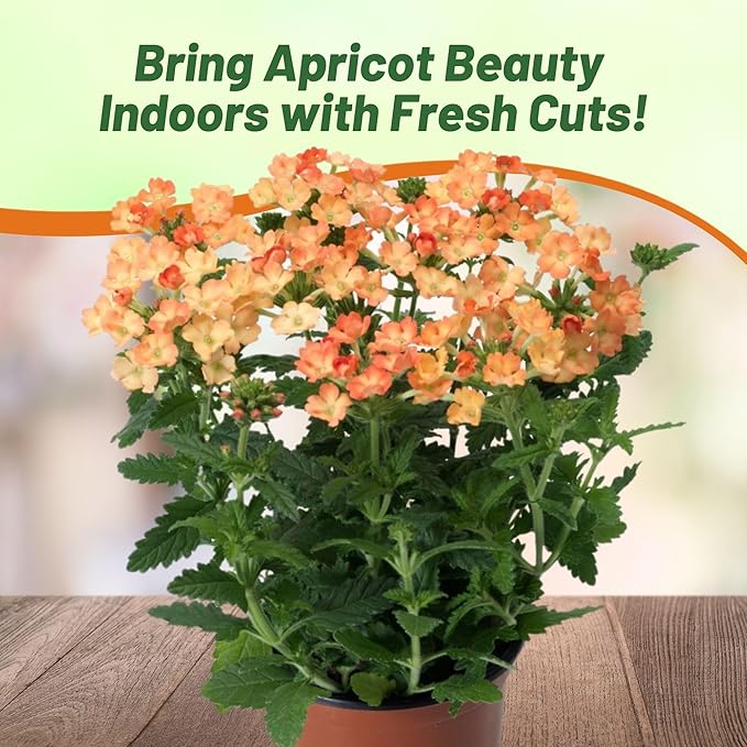 Outsidepride Apricot Verbena Seeds for Planting - 1000 Pcs. Annual, Drought Tolerant & Easy to Grow, Ground Cover with Fragrant & Vibrant Blooms for Window Boxes, Borders & Pollinator Gardens
