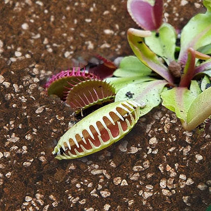 Carnivorous Plant Soil Mix 4qt, Pure Peat Moss and Perlite Mixture for Venus, Pitcher, Butterwort, Nepenthes, Sundew