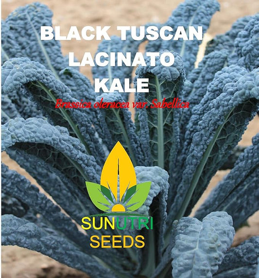 Kale Seeds, 250+ Black Tuscan Lacinato, Heirloom, Non GMO Seeds, Brassica oleracea VAR. Sabellica
