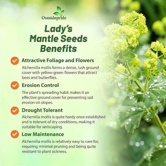 Outsidepride Lady's Mantle Seeds - 2000 Pcs. Perennial, Versatile & Low Maintenance, Flower Seeds for Planting Clustered Yellow Blooms with Velvety Foliage for Cut Flower Bouquets & Pollinator Gardens