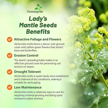 Outsidepride Lady's Mantle Seeds - 2000 Pcs. Perennial, Versatile & Low Maintenance, Flower Seeds for Planting Clustered Yellow Blooms with Velvety Foliage for Cut Flower Bouquets & Pollinator Gardens