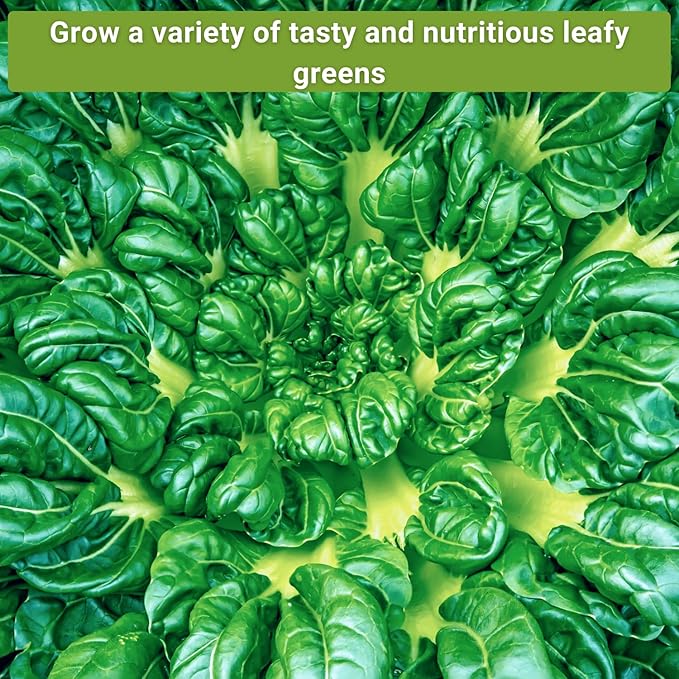 Sow Right Seeds - Large Greens Seed Collection for Planting - Spinach, Arugula, Kale, Lettuce, Tat SOI, Pak Choi and Rainbow Swiss Chard - Non-GMO Heirloom - Plant and Grow a Home Vegetable Garden
