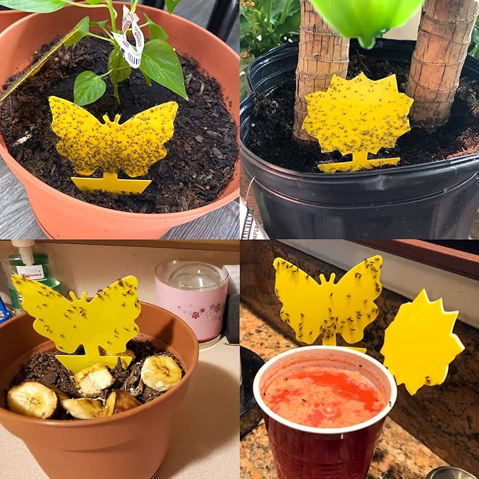 120 Pack Fruit Fly Trap for Indoors, Fungus Gnat Killer Indoor Sticky Traps for Mosquito and Flying Insects, Bug Pest Insect Catcher Killer for Houseplant