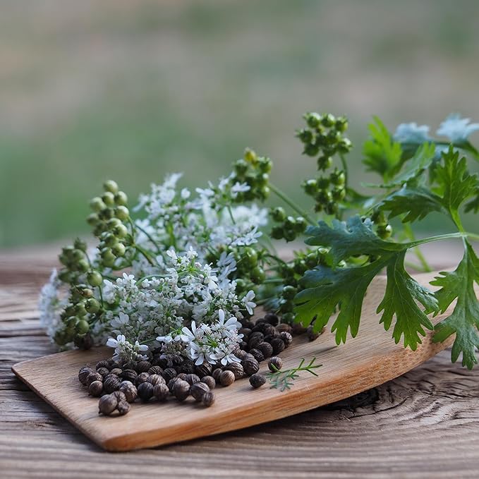 Banyan Botanicals Organic Cilantro Seeds – for Planting Cilantro from Seed – Coriandrum Sativum – 100 Count – Easy to Grow Open Pollinated Non-GMO Cilantro Seeds