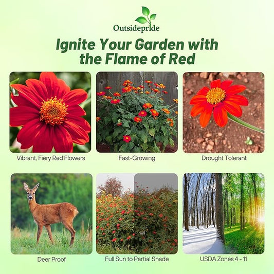 Outsidepride Red Torch Mexican Sunflower Seeds - 1000 Seeds Annual Tithonia, Fast-Growing, Heat & Drought-Tolerant Flower Seeds for Pollinator Gardens, Landscapes, & Flower Arrangements (AAS Winner)