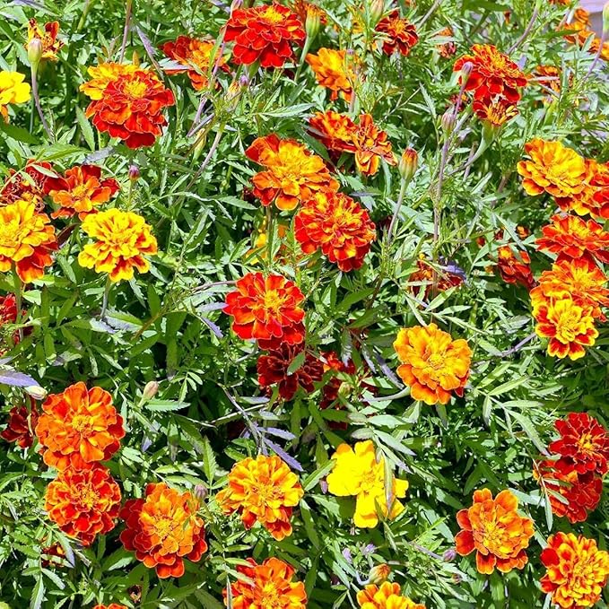 4 Mix Marigold Plants Live Marigold Flowers Live Plants, Between 4 and 8 Inches Long Starter Plant, Outdoor or Indoor