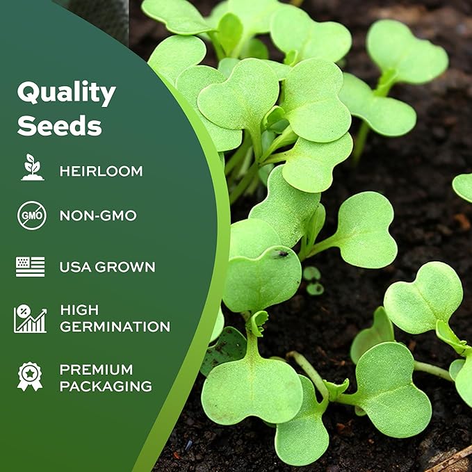 250 Broccoli Seeds for Planting Waltham 29 - Heirloom Non-GMO USA Grown - Broccoli Sprouts Microgreens Seeds