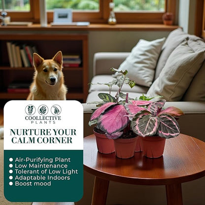 CoollectivePlants Calathea Assorted Collection - Live Indoor Plants in 4" Growers Pot, Easy to Grow Beginner Houseplant, Pet Friendly Plants Indoor Décor (10 Pack)