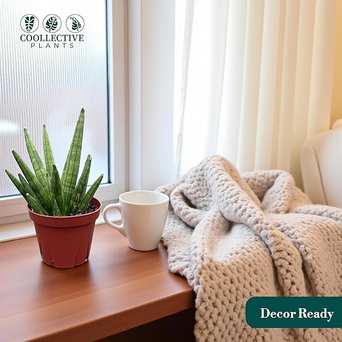 CoollectivePlants Sansevieria Hedgehog – Live Snake Plant in 4" Growers Pot - Compact Spiky Foliage, Easy Care Indoor Houseplant