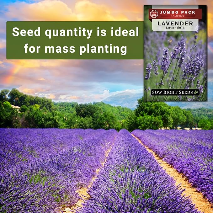 Sow Right Seeds - Bulk Lavender Seeds for Planting - 1.5 Grams, 1500 Seeds - Non-GMO Heirloom Jumbo Pack with Instructions to Grow an Indoor or Outdoor Herb Garden - Grow Loads of Purple Blooms