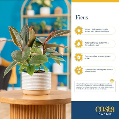 Costa Farms Ficus Tineke Live Plant in Decorative Pot, Indoor Houseplant, Perfect for Home, Room, or Office Decor, Great House Warming or Birthday Gift, 12-18 Inches Tall