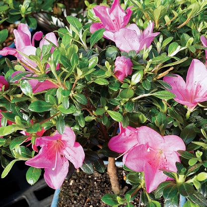 Brussel's Bonsai Live Satsuki Azalea Bonsai, Outdoor, Live Flowering Bonsai Tree - Medium, 6 Years Old, 8 to 10 inches Tall - Ceramic Bonsai Pot