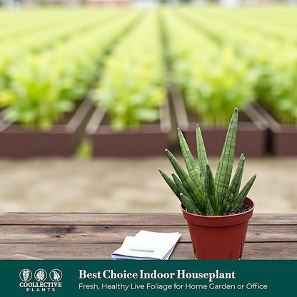 CoollectivePlants Sansevieria Hedgehog – Live Snake Plant in 4" Growers Pot - Compact Spiky Foliage, Easy Care Indoor Houseplant