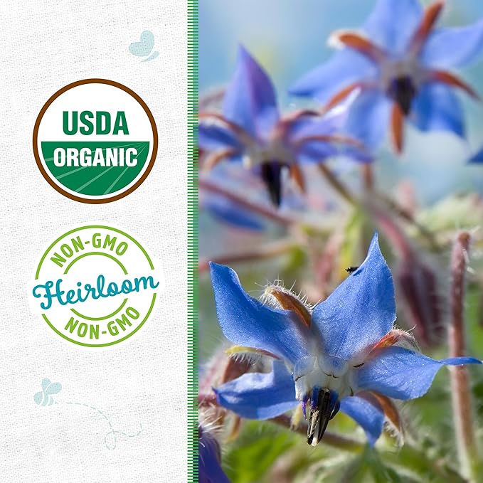 Back to The Roots 100% Organic Seed Packet - Borage 'Blue Starflower' 1g