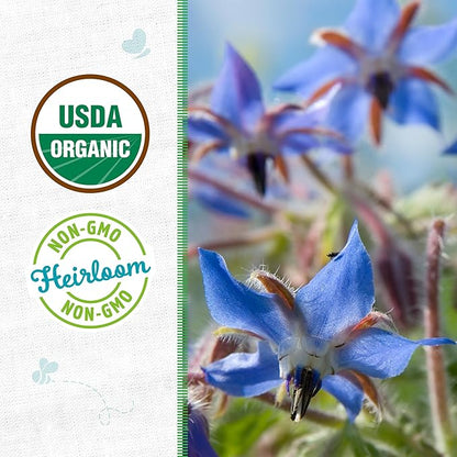 Back to The Roots 100% Organic Seed Packet - Borage 'Blue Starflower' 1g