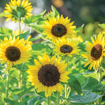 Burpee 'Busy Bee' Sunflower Seeds - 750mg Non-GMO Sunflower Seeds for Planting - Compact, Pollinator Friendly Annual Flower Seeds for Garden, Container, Borders (Sunflower, Busy Bee)