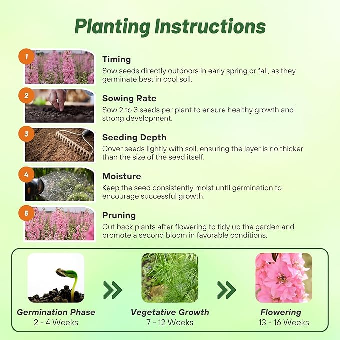 Outsidepride Delphinium Pink Larkspur Seeds for Planting Outdoors - 2000 Pcs Annual, Self-Seeding, Heat & Drought Tolerant Wildflower Seeds, Colorful Blooms for Flower Arrangement & Pollinator Garden