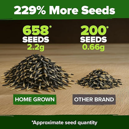 HOME GROWN Petite French Marigold Seeds 658 Flower Seeds for Planting Outdoor Easy to Grow Companion Plant & Quick Blooming Pollinator Heirloom Wildflower Seeds (Tagetes patula)