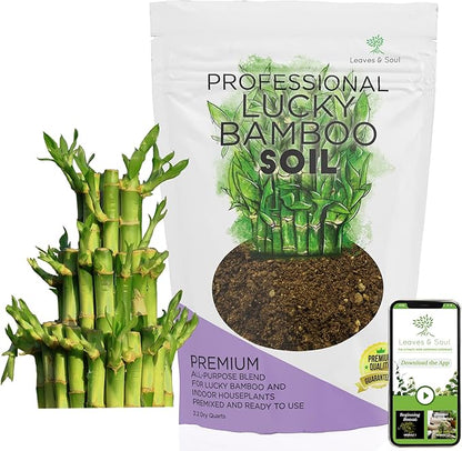 Professional Lucky Bamboo Soil | Large 2.2 Quarts Ready to Use for Lucky Bamboo Plants | Peat Moss, Coco Coir, Perlite, Dolomite | Made in USA