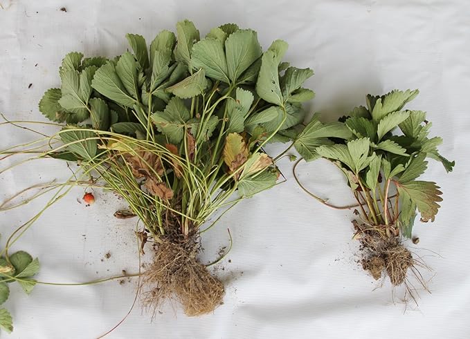 Farmer’s Secret Fruit & Bloom Booster Fertilizer (128oz) - Super Concentrated - Boosts Flowering and Yield on All Varieties of Fruits, Vegetables and Flowers