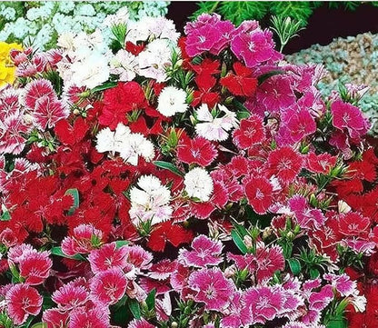 Baby Doll Dianthus Seeds - 2000 Seeds - Sun or Partial Shade - 16" Tall