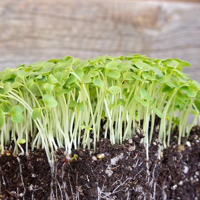 Green Mustard Microgreens Seeds - 1 Oz ~18,000 Seeds - Grow Non-GMO Micro Mustard Herb Greens - Premium Seed - High Germination Rate