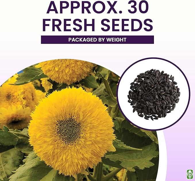 Teddy Bear - Fluffy, Dwarf Sunflower Seeds - 30 Seeds - Up to 40" Tall