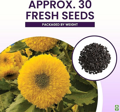 Teddy Bear - Fluffy, Dwarf Sunflower Seeds - 30 Seeds - Up to 40" Tall