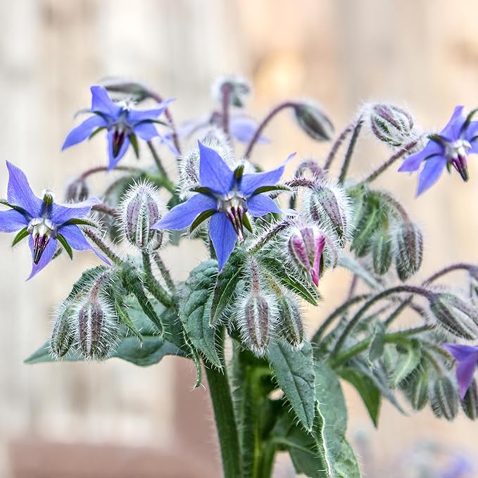 Back to The Roots 100% Organic Seed Packet - Borage 'Blue Starflower' 1g