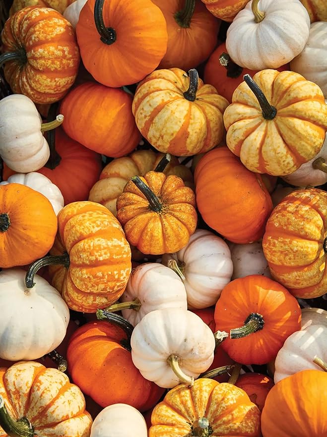 Park Seed Mini Harvest Blend Pumpkin Seeds, Miniature Pumpkin Seeds, Pack of 25 Seeds