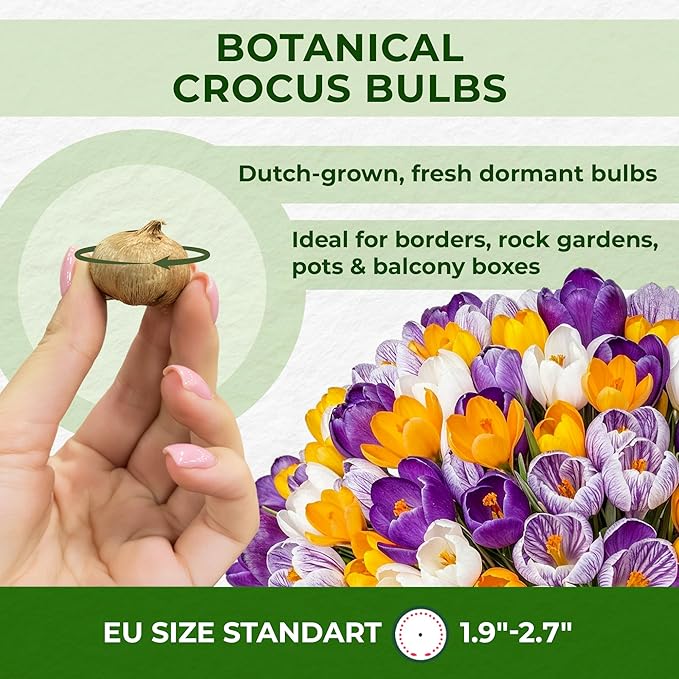 Dutch Bulbs Giant Crocus Bulb Mix, 100 Exclusive Flower Bulbs, Mix of 5 Varieties from Holland, Real Hardy and Perennial Crocus tubers/Flowers (no Seeds) for Garden, pots and Balcony