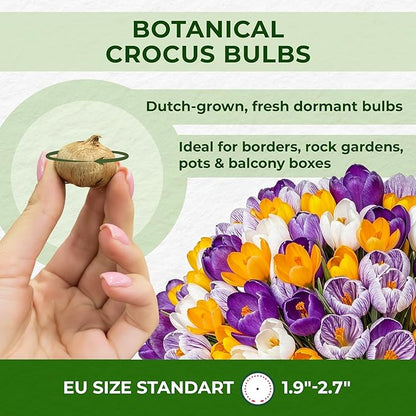 Dutch Bulbs Giant Crocus Bulb Mix, 100 Exclusive Flower Bulbs, Mix of 5 Varieties from Holland, Real Hardy and Perennial Crocus tubers/Flowers (no Seeds) for Garden, pots and Balcony