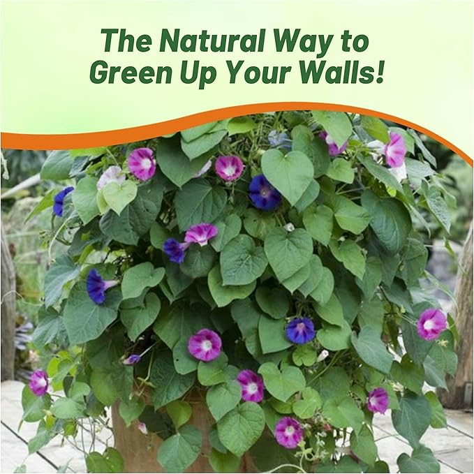 Outsidepride 500 Seeds Annual Ipomoea Purpurea Morning Glory Fieldgrown Climbing Vine Flower Seeds for Planting