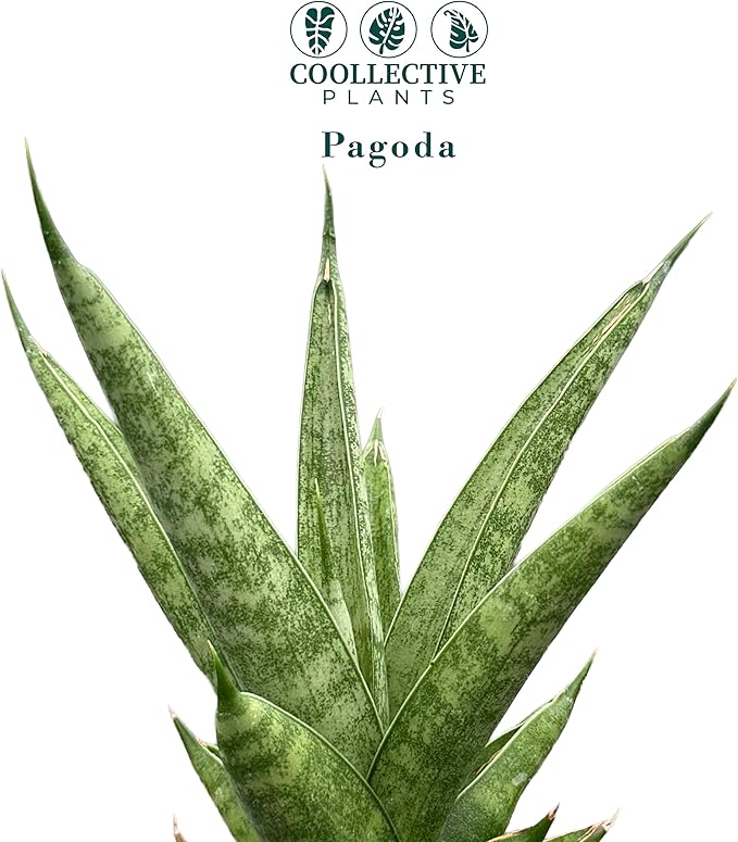 CoollectivePlants Sansevieria Pagoda Green – Live Snake Plant in 4" Growers Pot - Layered Foliage, Easy Care Indoor Houseplant