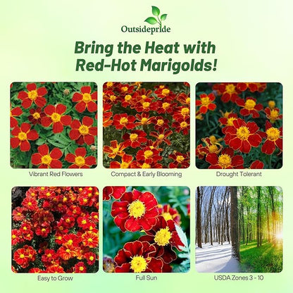 Outsidepride Disco Red French Marigold Seeds - 400 Pcs Annual, Compact, Heat & Drought Tolerant Flower Seeds for Planting w/Prolific Blooms, Ideal for Vibrant Pollinator Gardens