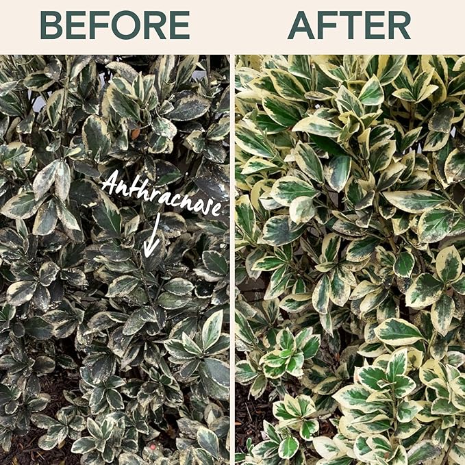 Organic Fungicide for Plants – Liquid Concentrate for Indoor & Outdoor Use; Treats Powdery Mildew, Leaf Spot, Root Rot & Lawn Diseases; Mushroom & Rust Control; Safe Around Kids, Pets & Pollinators