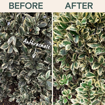 Organic Fungicide for Plants – Liquid Concentrate for Indoor & Outdoor Use; Treats Powdery Mildew, Leaf Spot, Root Rot & Lawn Diseases; Mushroom & Rust Control; Safe Around Kids, Pets & Pollinators