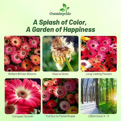 Outsidepride Bicolor Mix Gerbera Seeds - 10 Pcs Perennial, Compact & Low Maintenance, Flower Seeds for Planting w/Vibrant Mixed Blooms, Ideal for Garden Landscaping & Cut Flower Arrangements