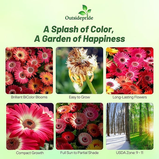 Outsidepride Bicolor Mix Gerbera Seeds - 10 Pcs Perennial, Compact & Low Maintenance, Flower Seeds for Planting w/Vibrant Mixed Blooms, Ideal for Garden Landscaping & Cut Flower Arrangements