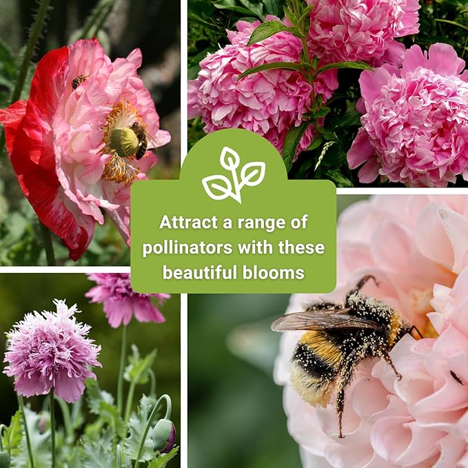 Sow Right Seeds - Mixed Peony Poppy Seeds for Planting - Non-GMO Heirloom Annual Poppies for Flower Garden - Vibrant Peony Blooms - Easy to Grow Flower Variety for Gardens, Borders (1)