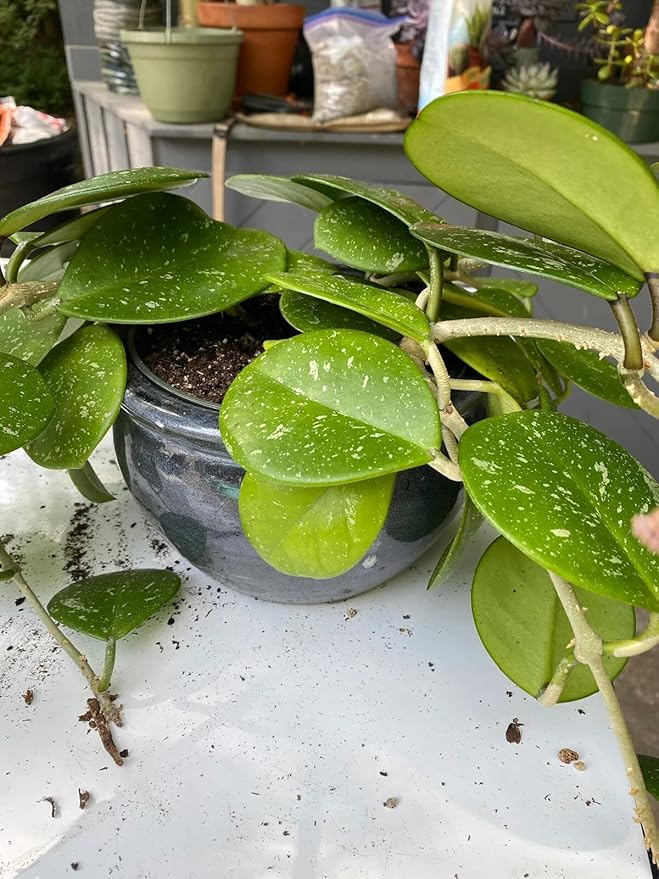 Gardenera Hoya Plant Premium Potting Mix - 5 Quart - Optimal Balance for Thriving Hoyas: Air, Moisture, and Nutrient Retention