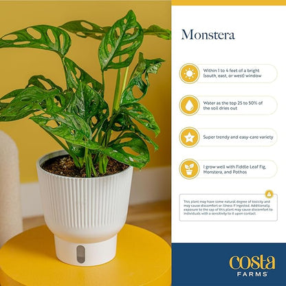 Costa Farms Monstera Esqueleto Live Plant | 2-3 Feet Tall | Large Tropical Houseplant in 10-Inch Plant Pot | Gift for Housewarming, Birthday | Perfect Decor for Home, Office, and Room