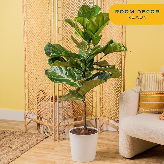 Costa Farms Fiddle Leaf Fig Tree, Ficus Lyrata, Live Indoor Plant Potted in Modern Decor Planter Pot, Potting Soil, Floor Houseplant Gift for Housewarming, Birthday, Tropical Home Decor, 3-4 Feet Tall