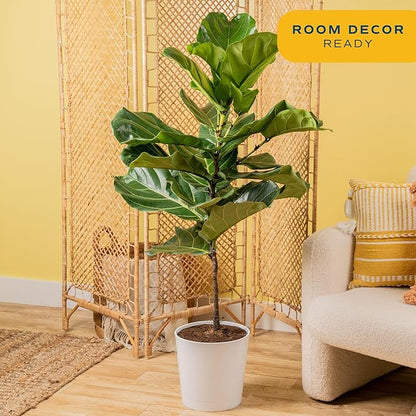 Costa Farms Fiddle Leaf Fig Tree, Ficus Lyrata, Live Indoor Plant Potted in Modern Decor Planter Pot, Potting Soil, Floor Houseplant Gift for Housewarming, Birthday, Tropical Home Decor, 3-4 Feet Tall