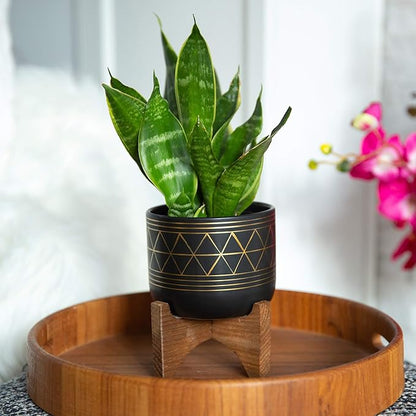 Flora Bunda 5" Black Pot Gold Line Ceramic Geometric Planter W/Wood Stand Planter Mid Century
