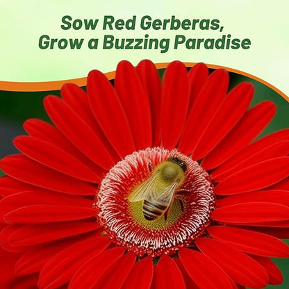 Outsidepride Red Gerbera Seeds - 20 Pcs Perennial, Compact & Low Maintenance, Flower Seeds for Planting w/Mounding Foliage & Vibrant Red Blooms, Ideal for Garden Landscaping & Cut Flower Arrangements