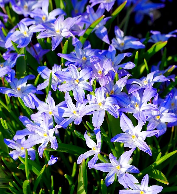 Glory of The Snow Flower Bulbs – 15 Chionodoxa Bulbs | Purple, Blue & White Star-Shaped Blooms | Early Spring Perennials for Fall Planting | Easy to Grow – Zones 3–8 – Great Garden Gift