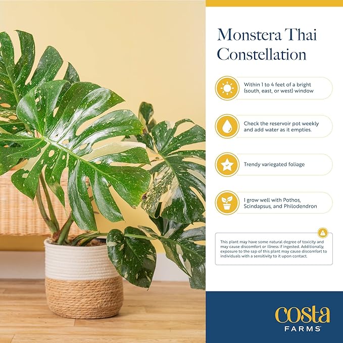 Costa Farms Live Plant, Thai Constellation Monstera House Plant, Self-Watering Plant Pot, Trending Tropicals Collection for Home and Room Decor, 16-Inches Tall